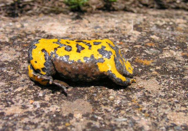 Bombina scabra(жаба) – жолт мукач