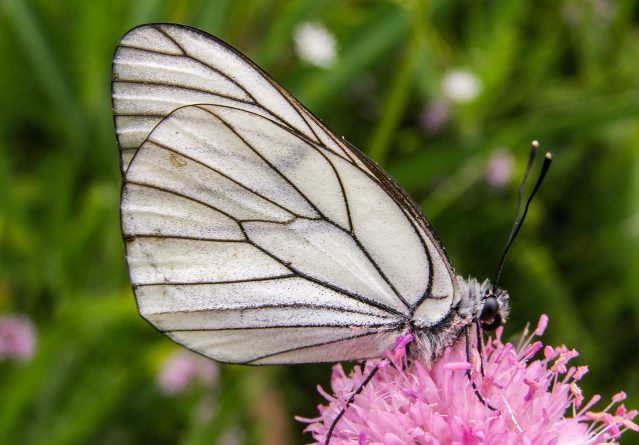 Aporia crataegi – Глогова пеперутка