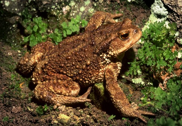 Bufo bufo – Голема крастава жаба