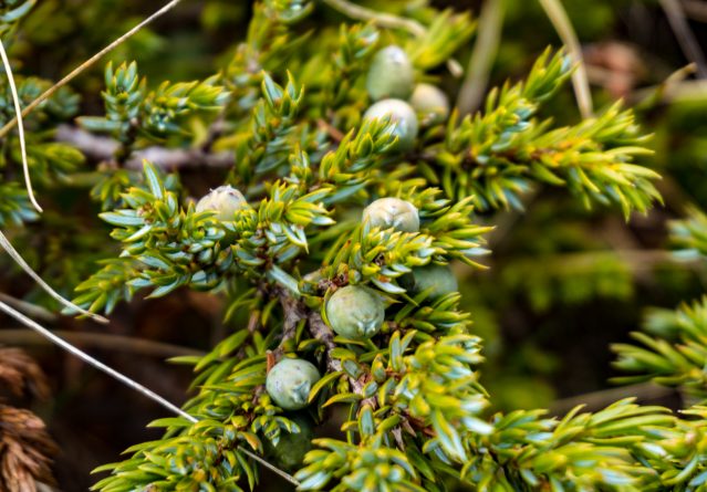 Juniperus communis – Модра смрека