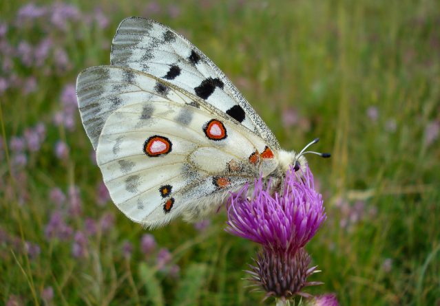 Parnassius apollo – Аполонова пеперутка