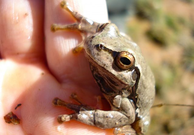 Rana graeca – Поточна жаба