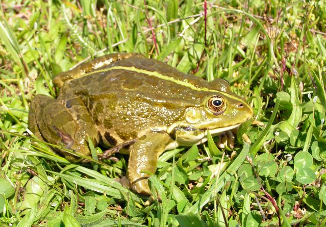 Rana ridibunda – Езерска жаба