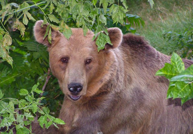 Ursus arctos – Кафеава мечка