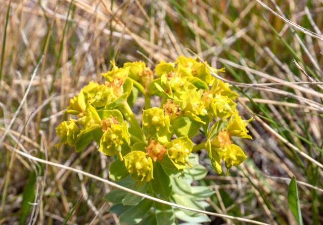 Euphorbia myrsinetes – Mлечка