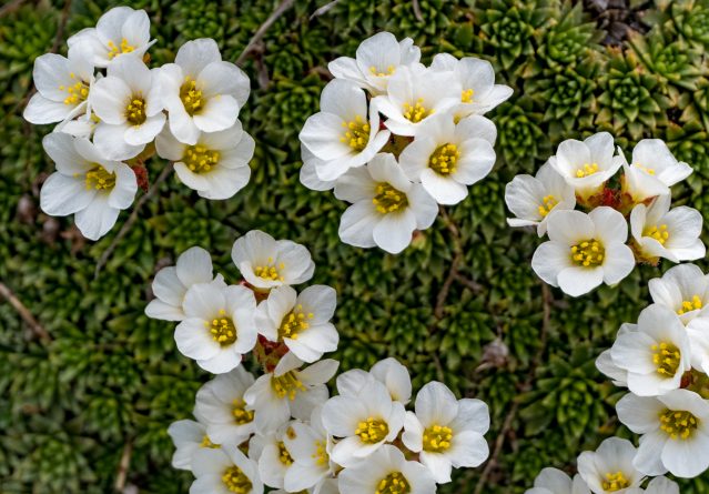 Saxifraga paniculata – Алпска или планинска саксифрага