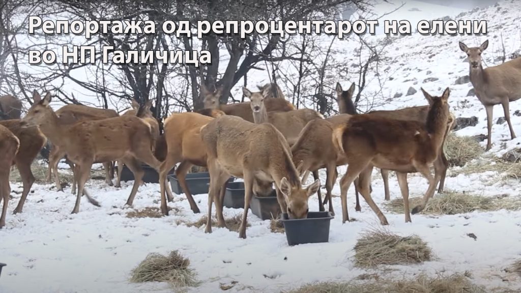 Репортажа од репроцентарот на елени во НП Галичица